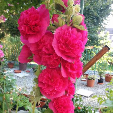 IMG_20160818_092938.jpg