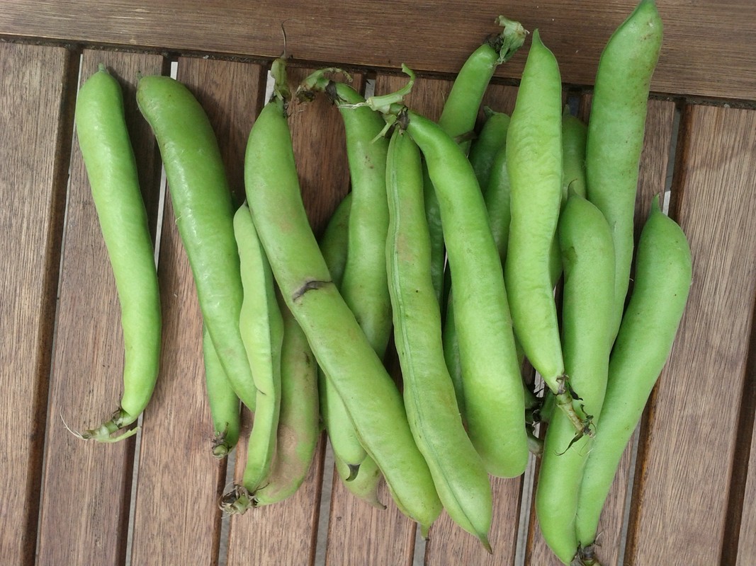 Dicke Bohnen | blog | hasecke Dicke Bohnen | blog | hasecke